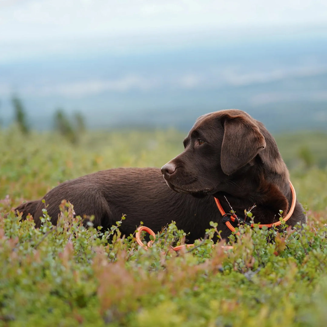 Jakt golden hund med grönt retrieverkoppel från junies på en åker