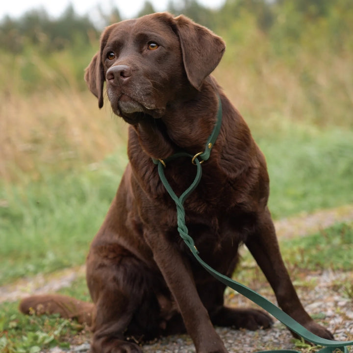 Miljöbild brun labrador med junies allt-i-ett-koppel 180 cm dark green #color_dark-green