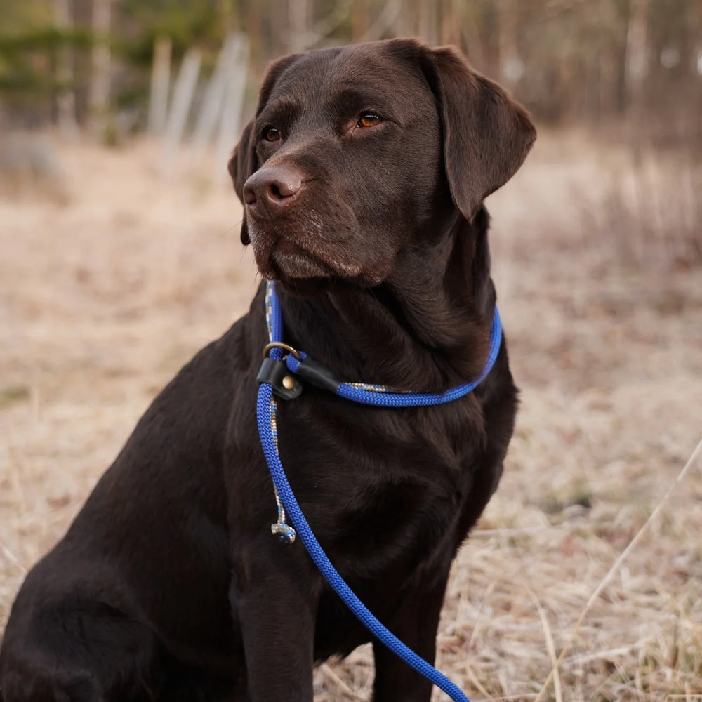 miljöbild brun labrador med junies retrieverkoppel 140 x 0,8 cm blå #color_blue