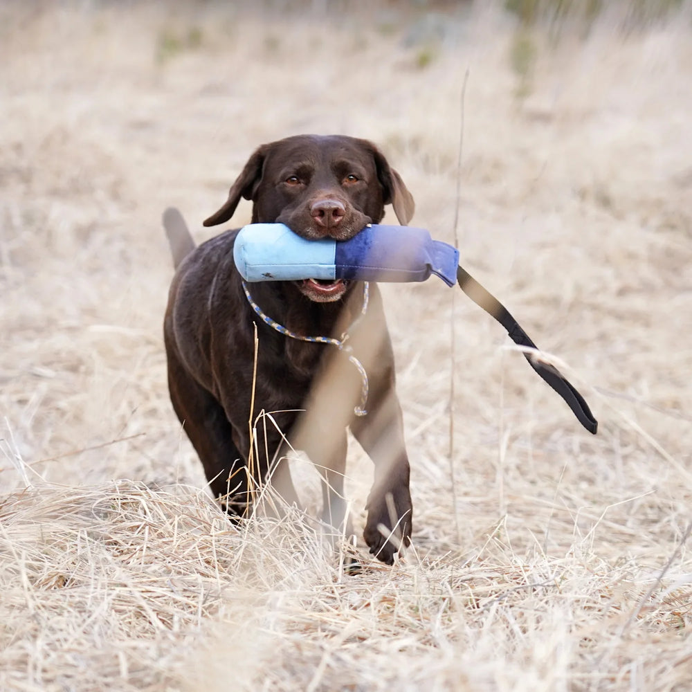 Miljöbild brun labrador som apporterar med firedog speedy dummy markering 500 g ljusblå och blå #color_blue-light-blue