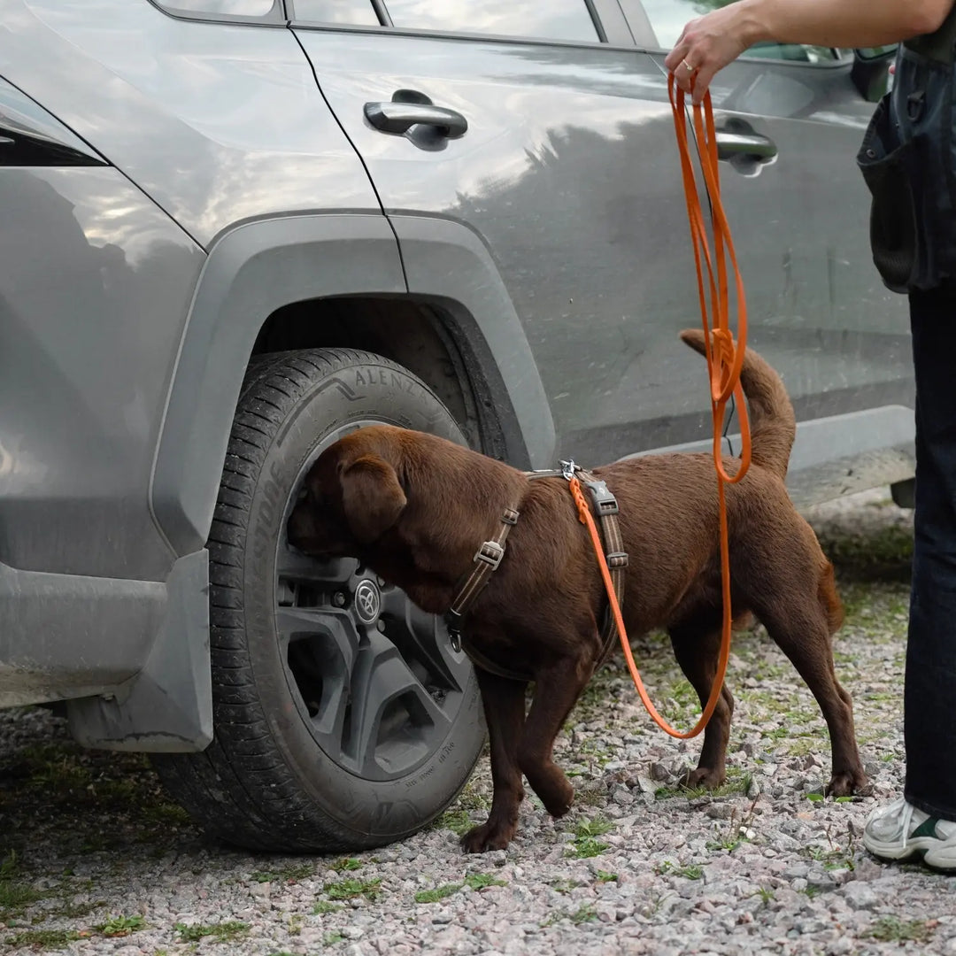 Miljöbild brun labrador tränar nosework med junies läderkoppel 3 meter orange #color_orange