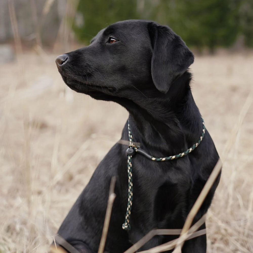 Miljöbild junies luring kort retrieverkoppel #color_green-beige-patterned