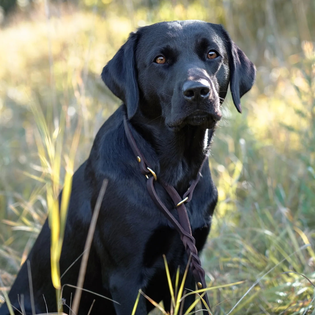 Miljöbild brun labrador med junies allt-i-ett-koppel 180 cm brun brown #color_brown