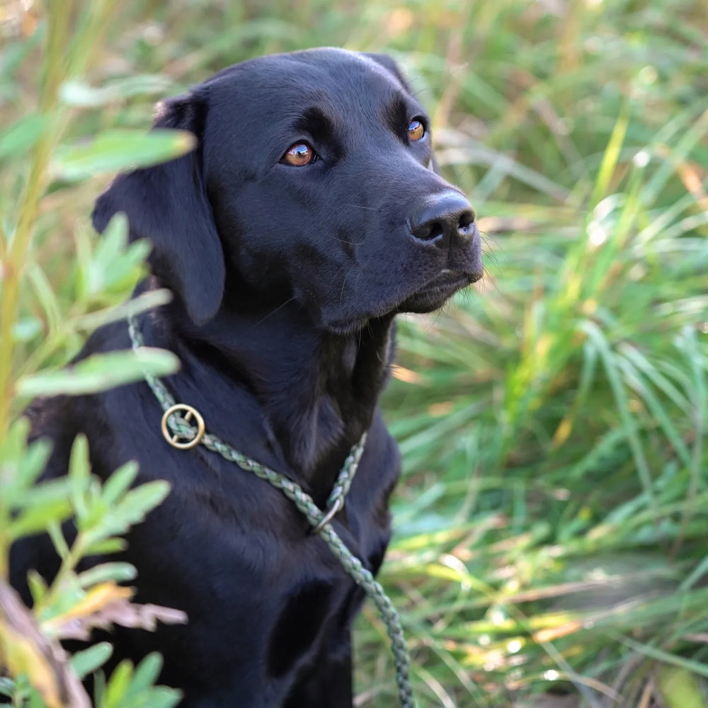 Miljöbild svart labrador med Junies flätat retrieverkoppel 200 x 0,8 cm green army patterned #color_green-army-patterned