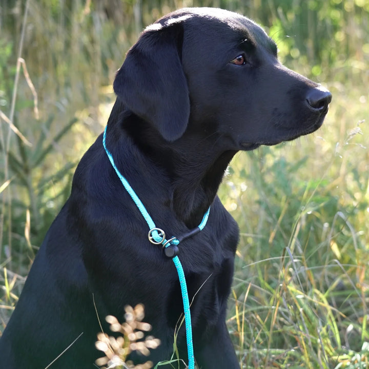 Miljöbild svart labrador med junies retrieverkoppel reflex 180 x 0,6 cm turkos #color_relex-turkos