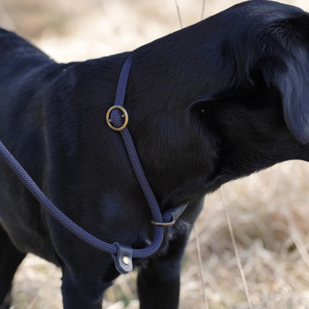 närbild svart labrador på fält med junies retriverkoppel 180 x 0,8 cm i färgen navy #color_navy