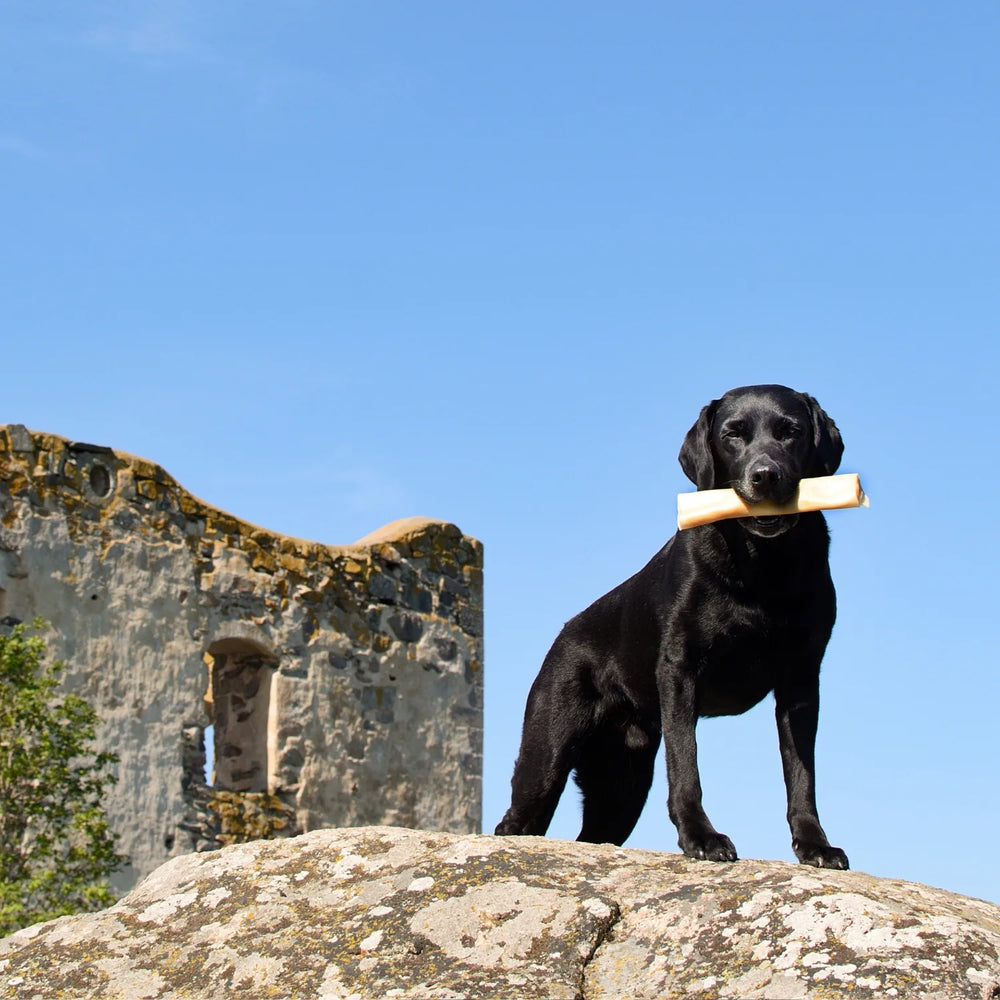 svart labrador på sten med tuggben från rauh! älgrulle #storlek_medium