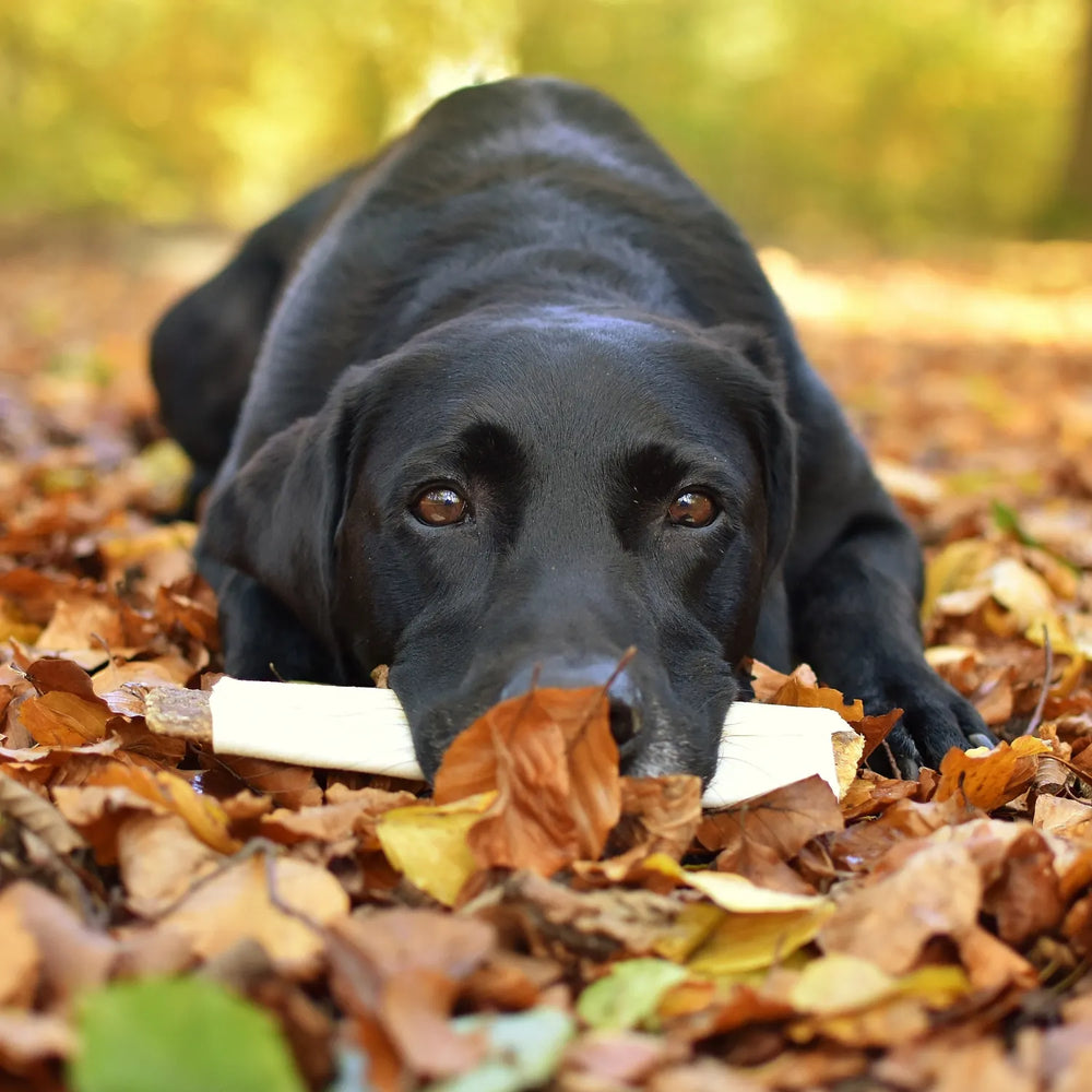Svart labrador hund ligger i löven med huvudet på ett tuggben från rauh! modell beef toast storlek medium #storlek_medium