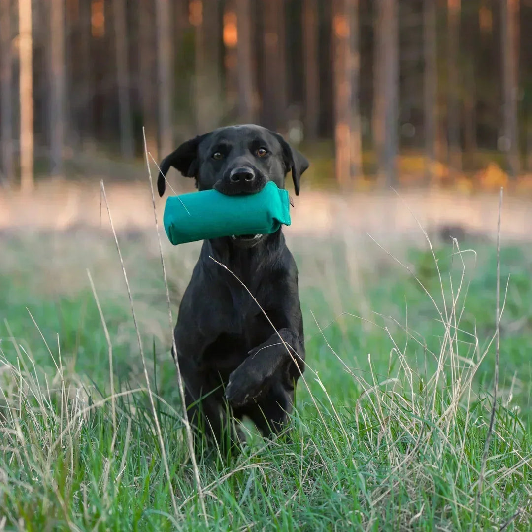 hund apporterar på linjetagsdummy