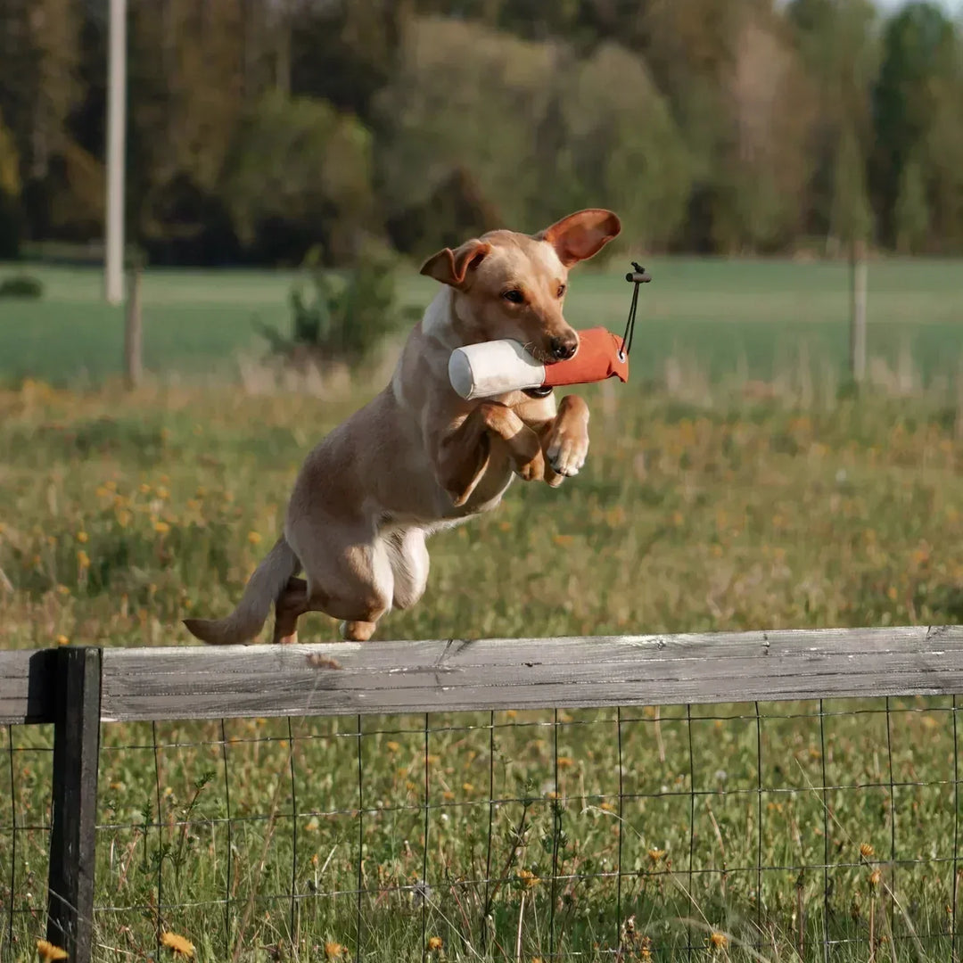 Miljöbild med gul labrador som hoppar över staket med Firedog Standard Markeringsdummy 500 g orange/vit