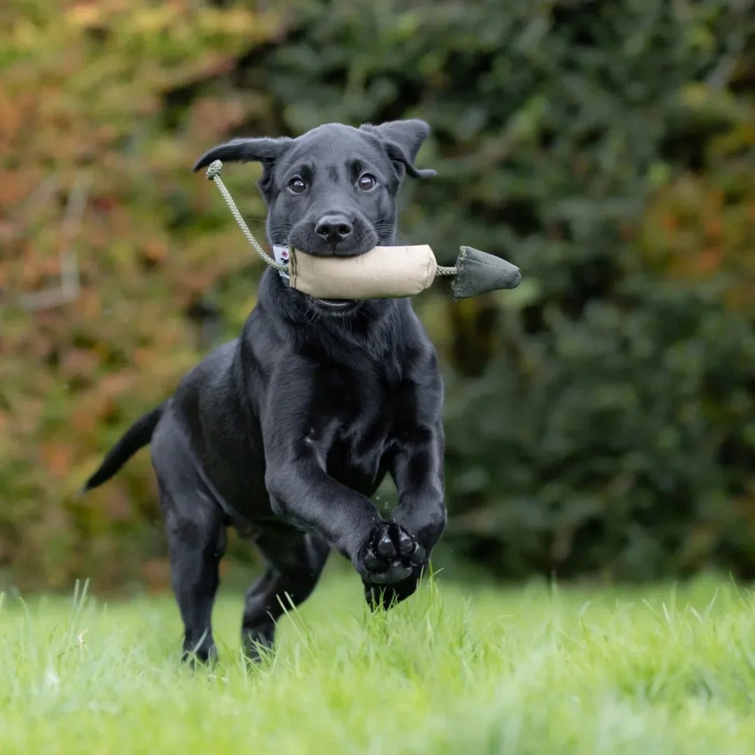 Guide – Så börjar du apporteringsträna din valp