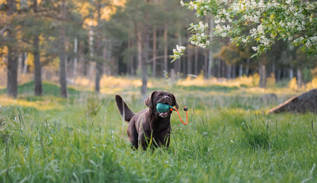 Hundmatskål & Vattenskål