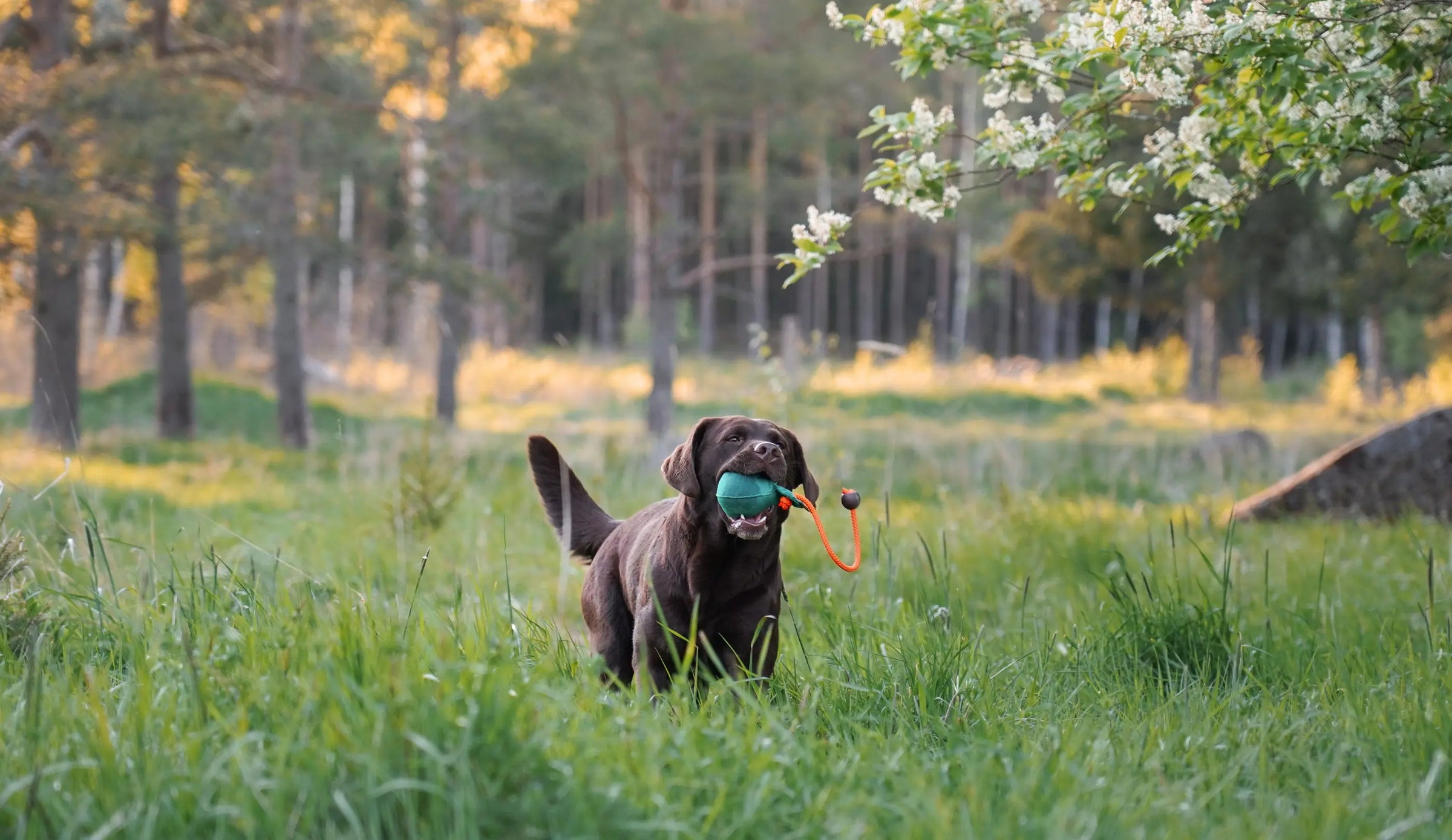 Hundmatskål & Vattenskål