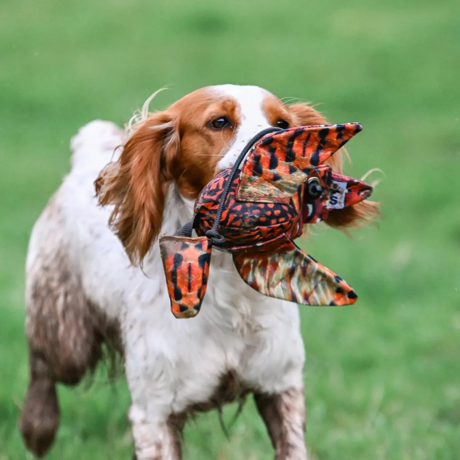 Hundträningsböcker