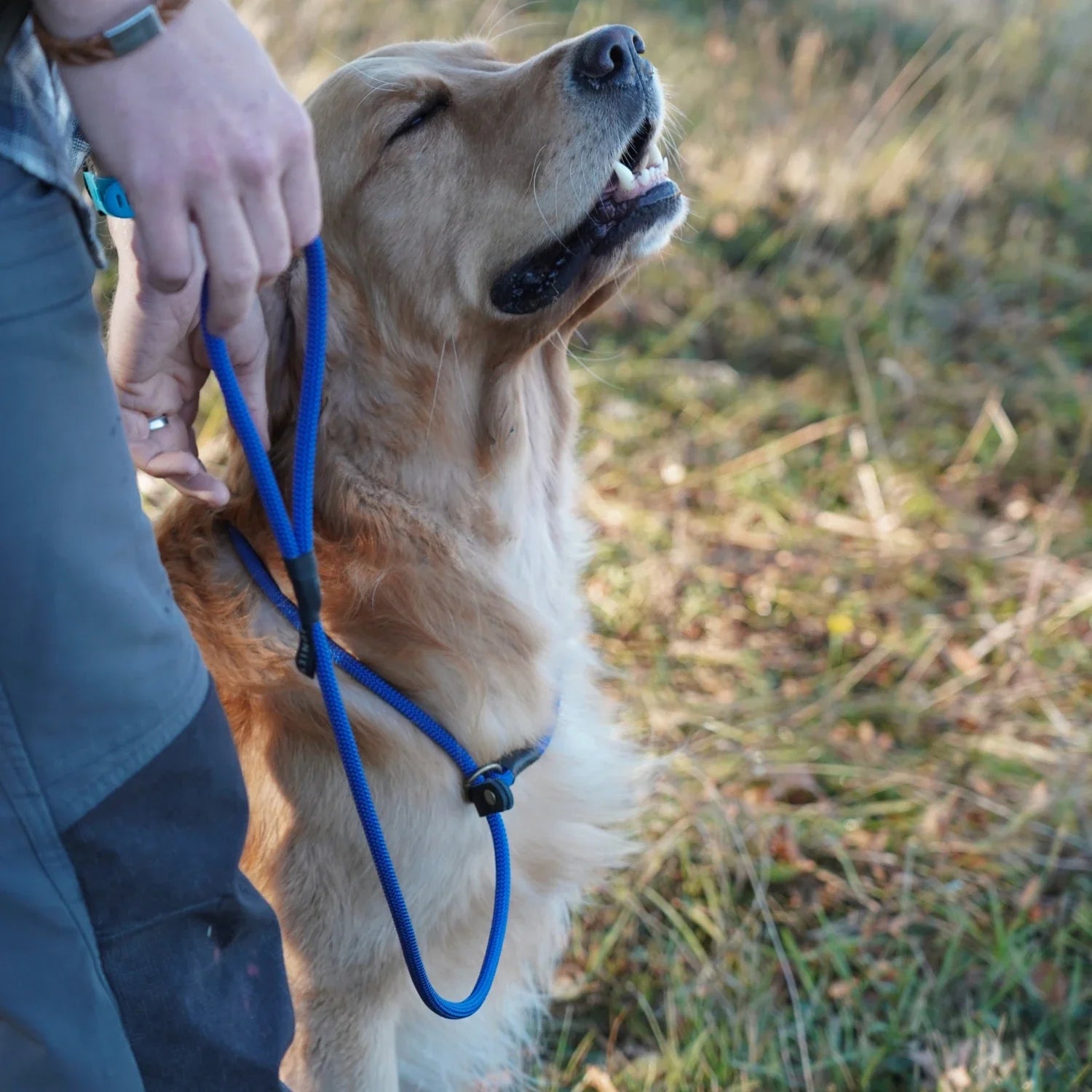 golden retrieverhund med blått retrieverkoppel från junies