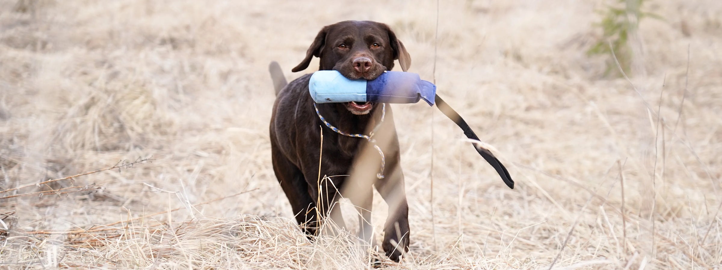 FIREDOG