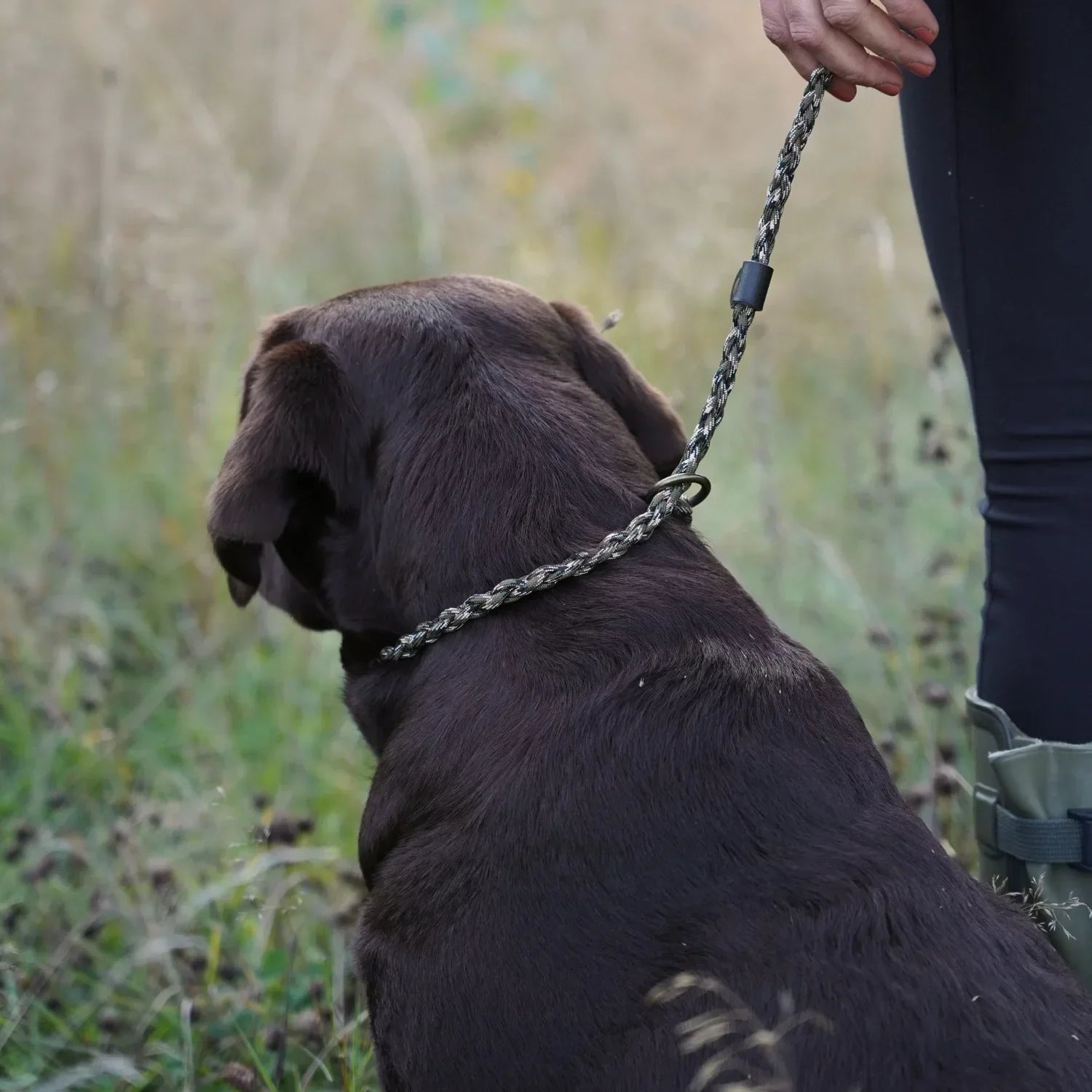Brun labrador hund med kort retrieverkoppel/luring från junies i camo färger