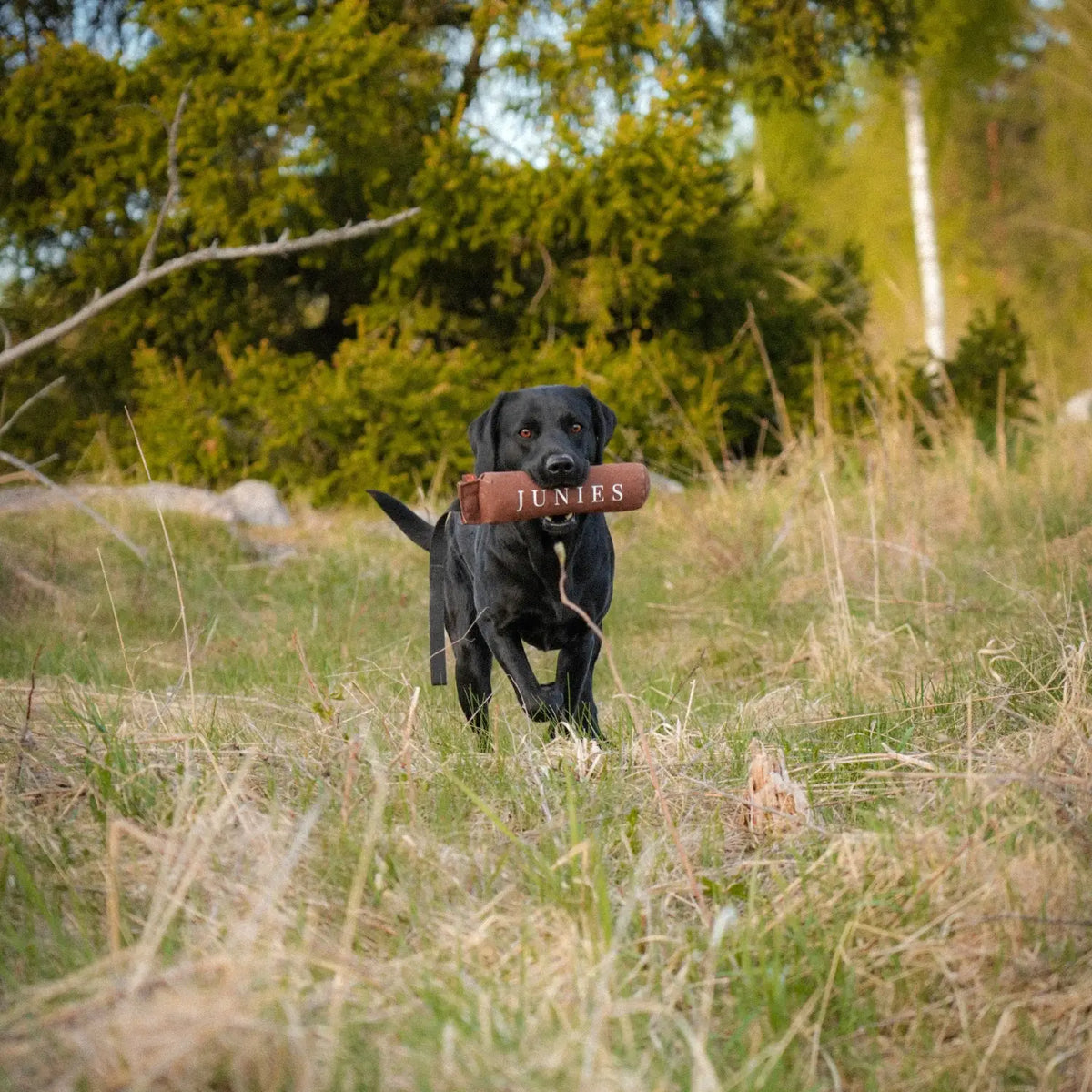 Miljöbild med svart labrador och Firedog Speedy Dummy 500 g med tryck, brun