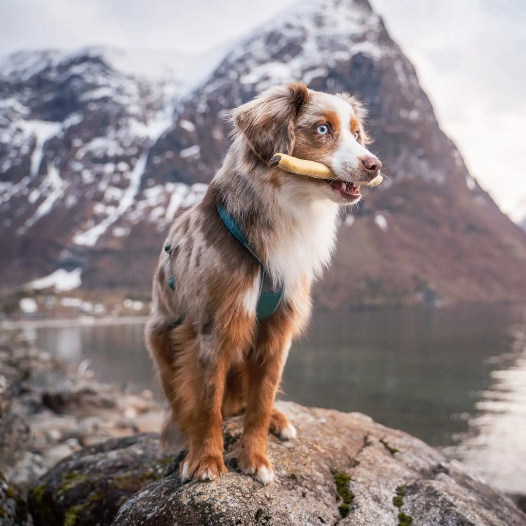 hund tuggben från njordpet ligger på torkning