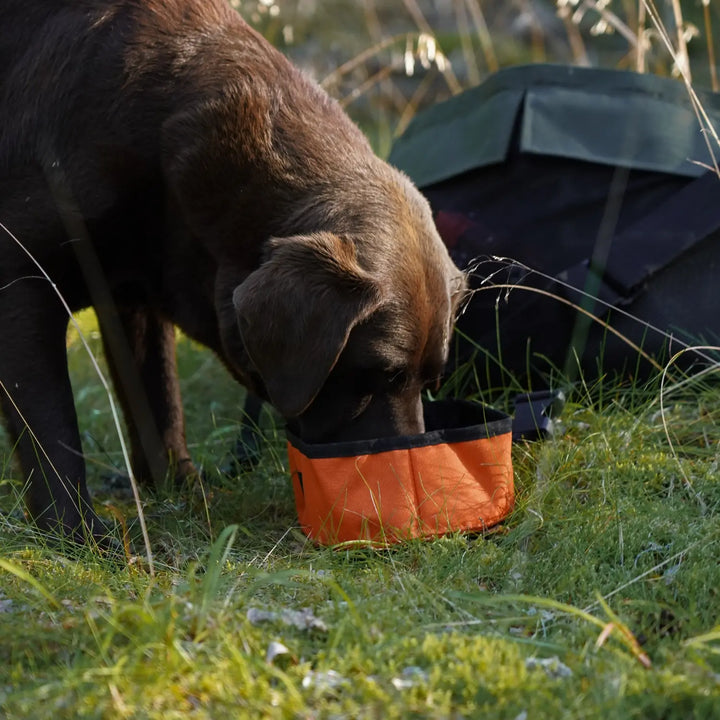 Miljöbild brun labrador dricker ur firedog click and go travel bowl vattenskål orange #color_neon-orange
