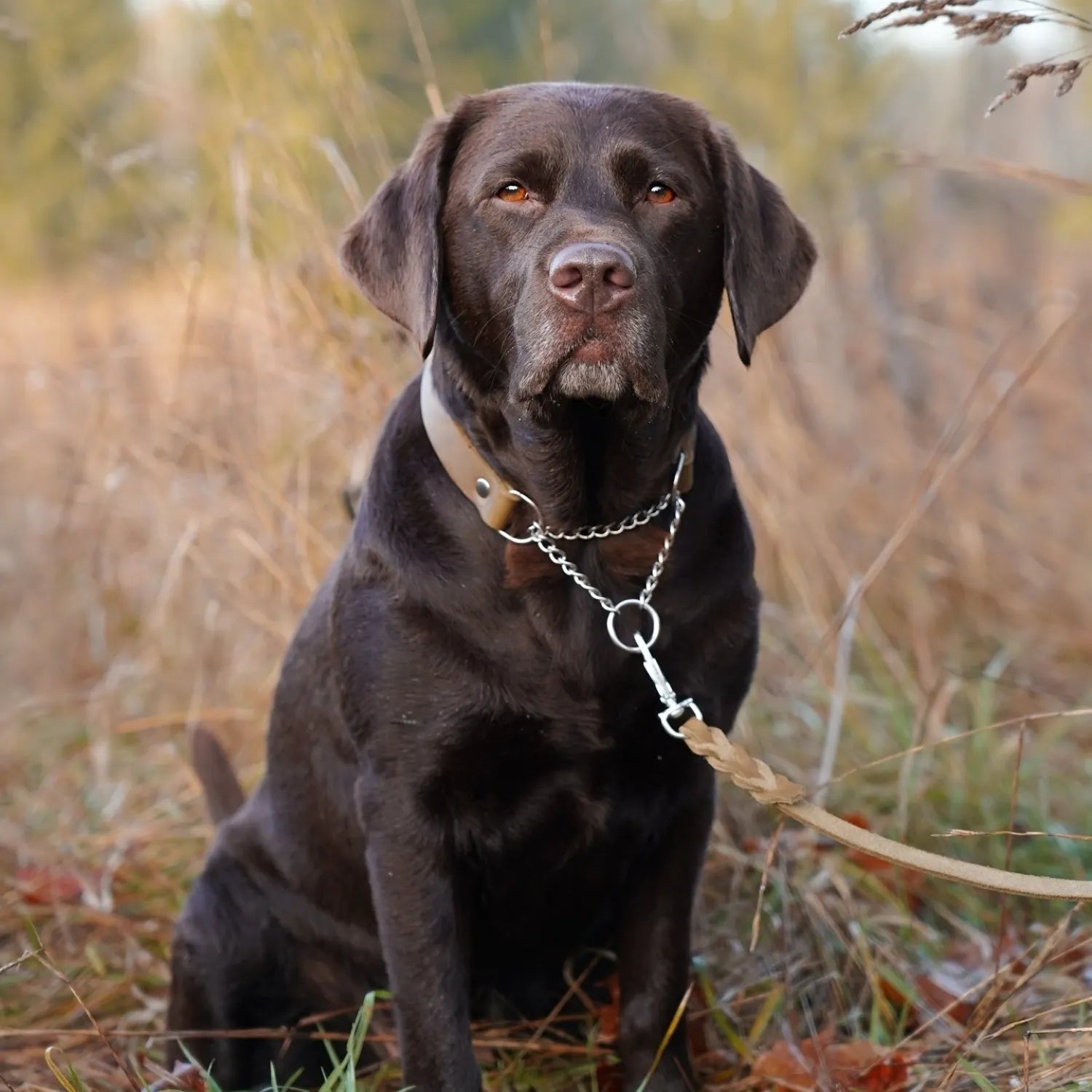 Brun labrador med junies läderhalsband halvstryp olive #color_olive