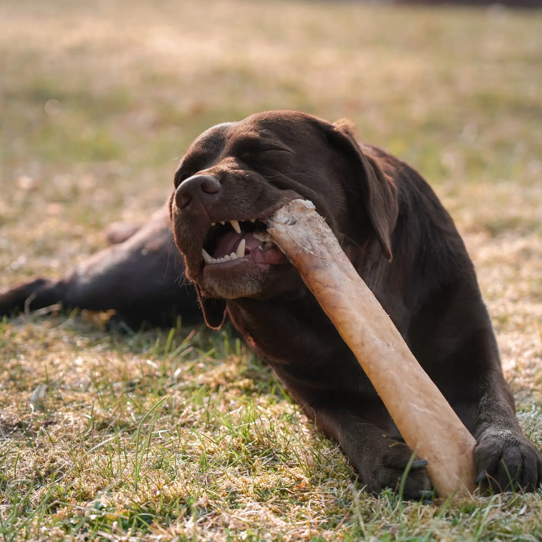 Miljöbild brun labrador tuggandes på njord pet nötrulle extra large #storlek_extra-large