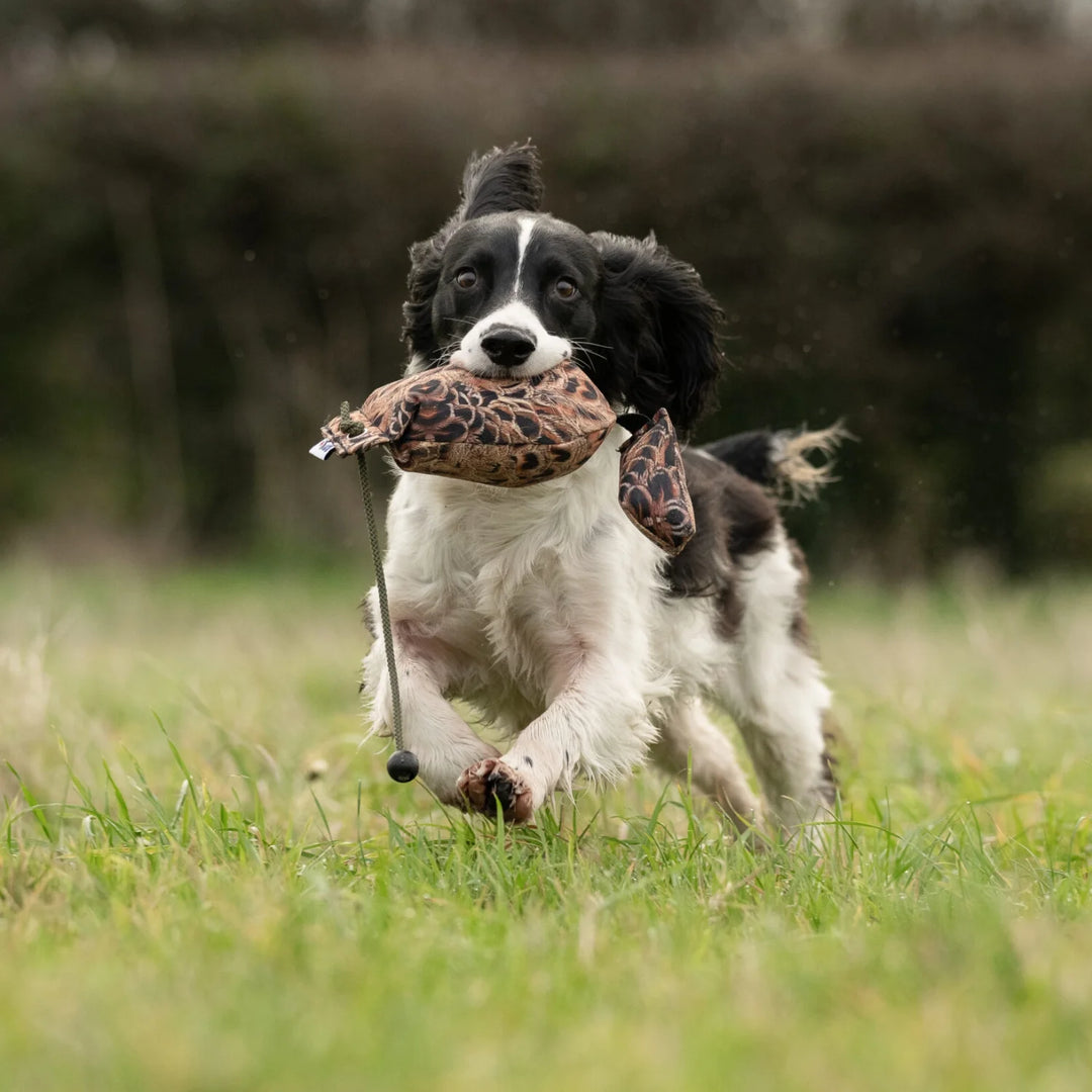 Miljöbild cocker spaniel med Sporting saint fågel dummy 350 g fasanhöna #color_fasanhona