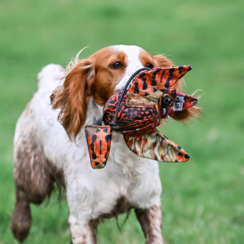 Miljöbild cocker spaniel springandes med sporting saint fågel dummy mini ca 310 g fasan #color_fasan