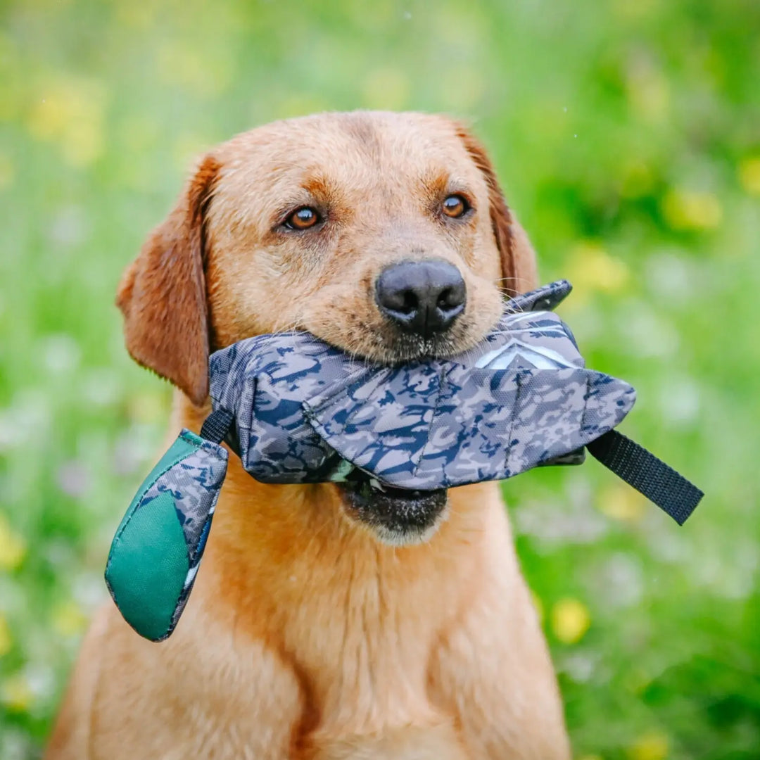 Miljöbild gul labrador med sporting saint fågeldummy till apportkastare gräsand #color_grasand