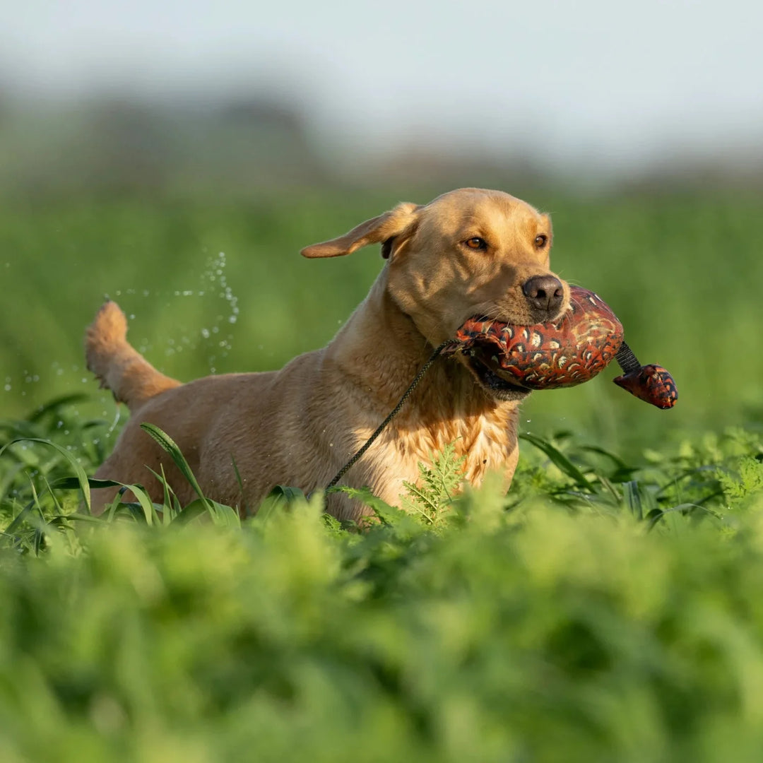Gul labrador med sporting saint fågel dummy ca 700 g fasan #color_fasan