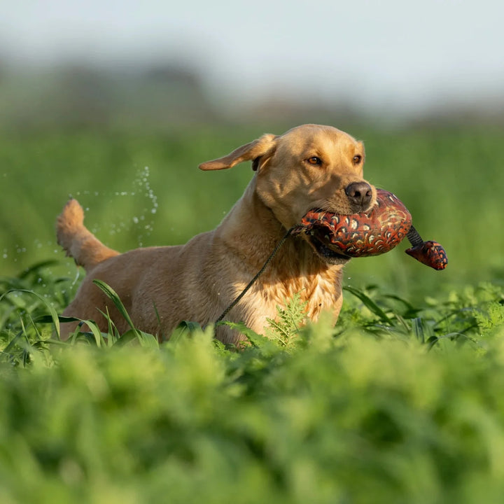 Gul labrador med sporting saint fågel dummy ca 700 g fasan #color_fasan