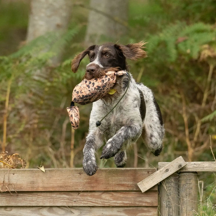 Hund som hoppar med sporting saint fågel dummy ca 700 g fasanhöna #color_fasanhona