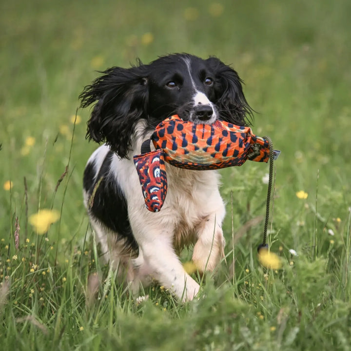 Miljöbild hund med Sporting saint fågel dummy 350 g fasan #color_fasan