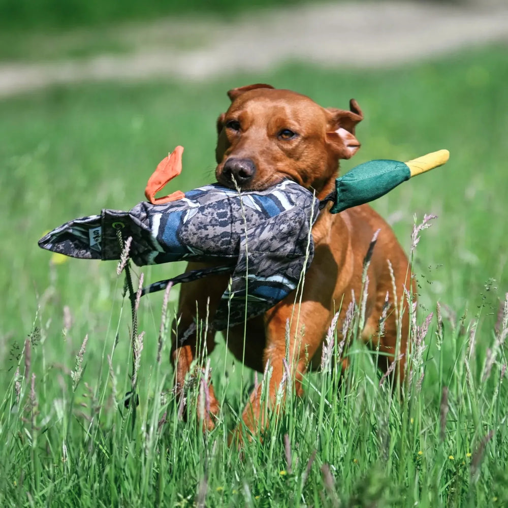 Miljöbild labrador springandes med sporting saint fågel dummy standard 700 g gräsand #color_grasand