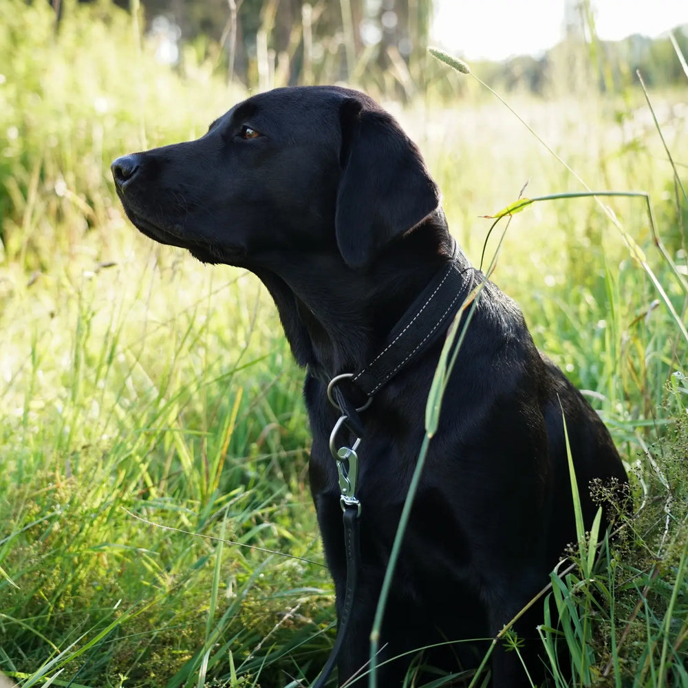 Miljöbild svart labrador med junies läderkoppel 180 x 1 cm