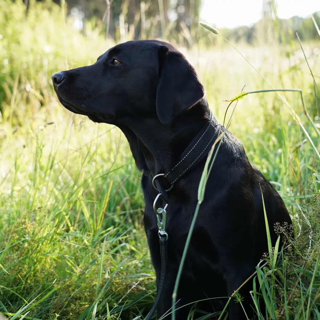 Miljöbild svart labrador med junies läderkoppel 180 x 1 cm