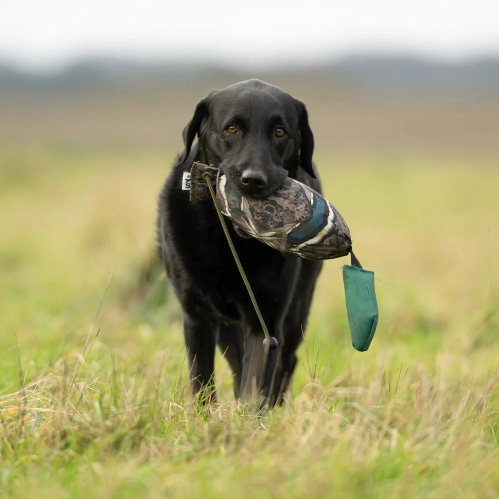 Svart labrador med sporting saint fågel dummy ca 700 g gräsand #color_grasand