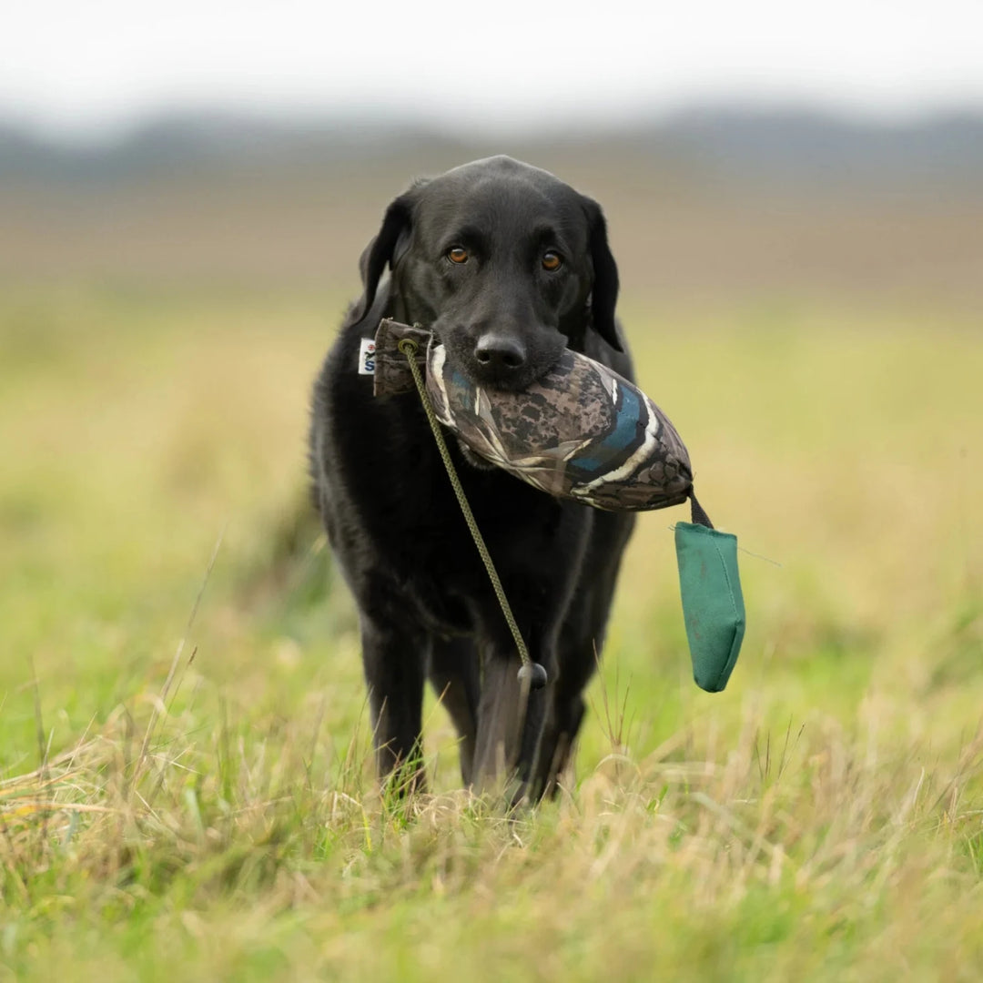 Svart labrador med sporting saint fågel dummy ca 700 g gräsand #color_grasand