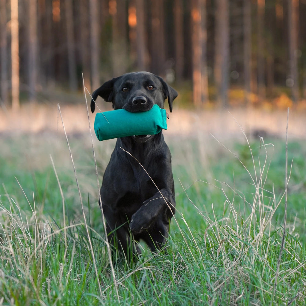 Miljöbild svart labrador på fält med firedog linjetags dummy utan kastsnöre 500 g grön #color_green