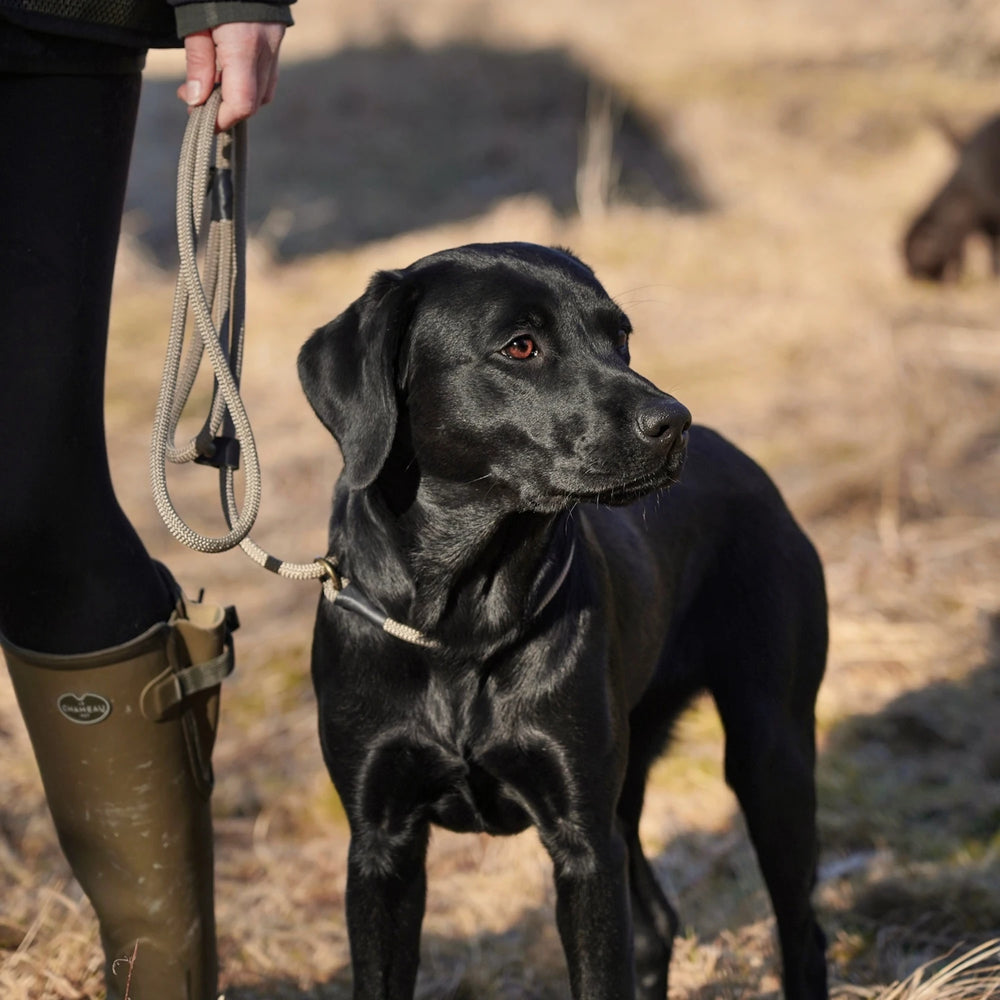 Miljöbild svart labrador under träning med junies retrieverkoppel 180 x 0,8 cm beige #color_beige