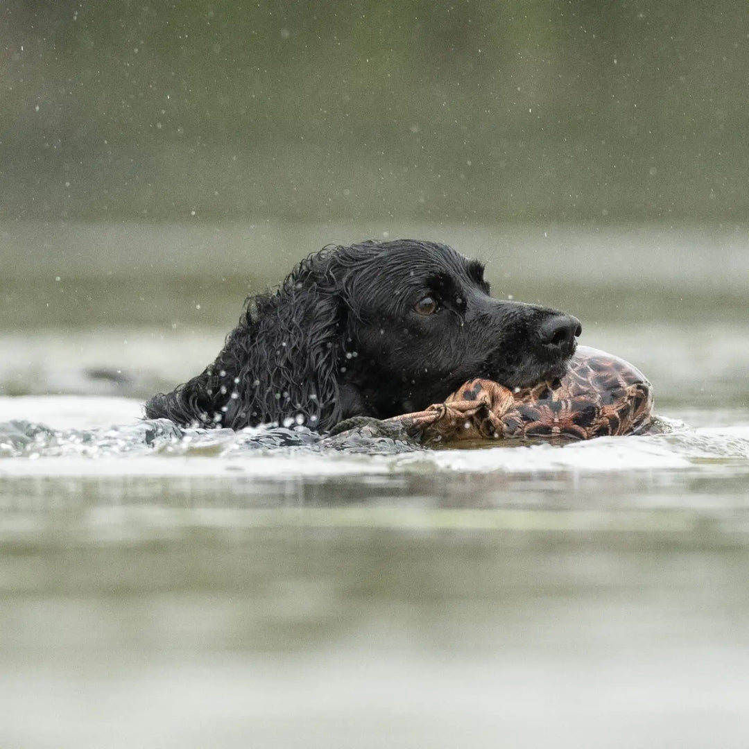 Cocker spaniel som simmar med sporting saint fågel dummy ca 700 g fasanhöna #color_fasanhona