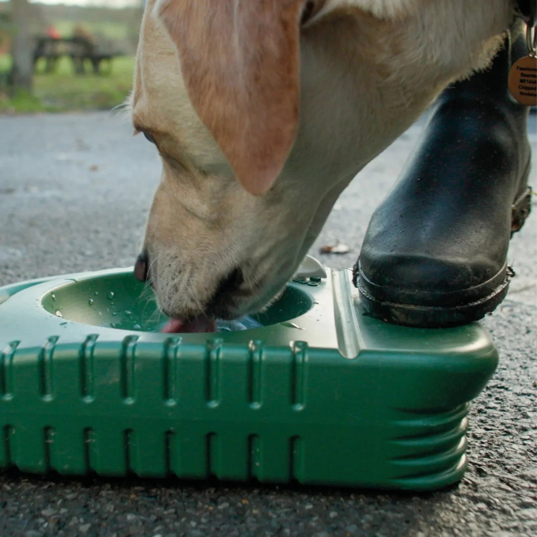 labrador dricker vatten från portabel hundvattenskål