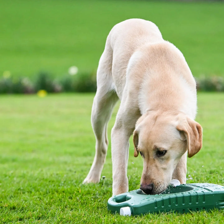gul labrador hund som dricker vatten från en portabel vattenskål från porta bowl