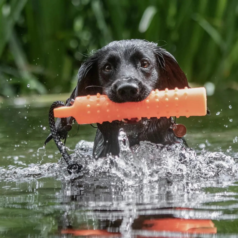 hund simmar i vattnet med orange sporting saint vattendummy 27,5 cm i munnen #color_orange