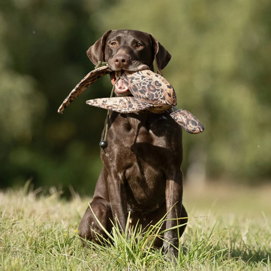 Miljöbild brun hund med Sporting saint fågel dummy standard 500 g fasanhöna #color_fasanhona