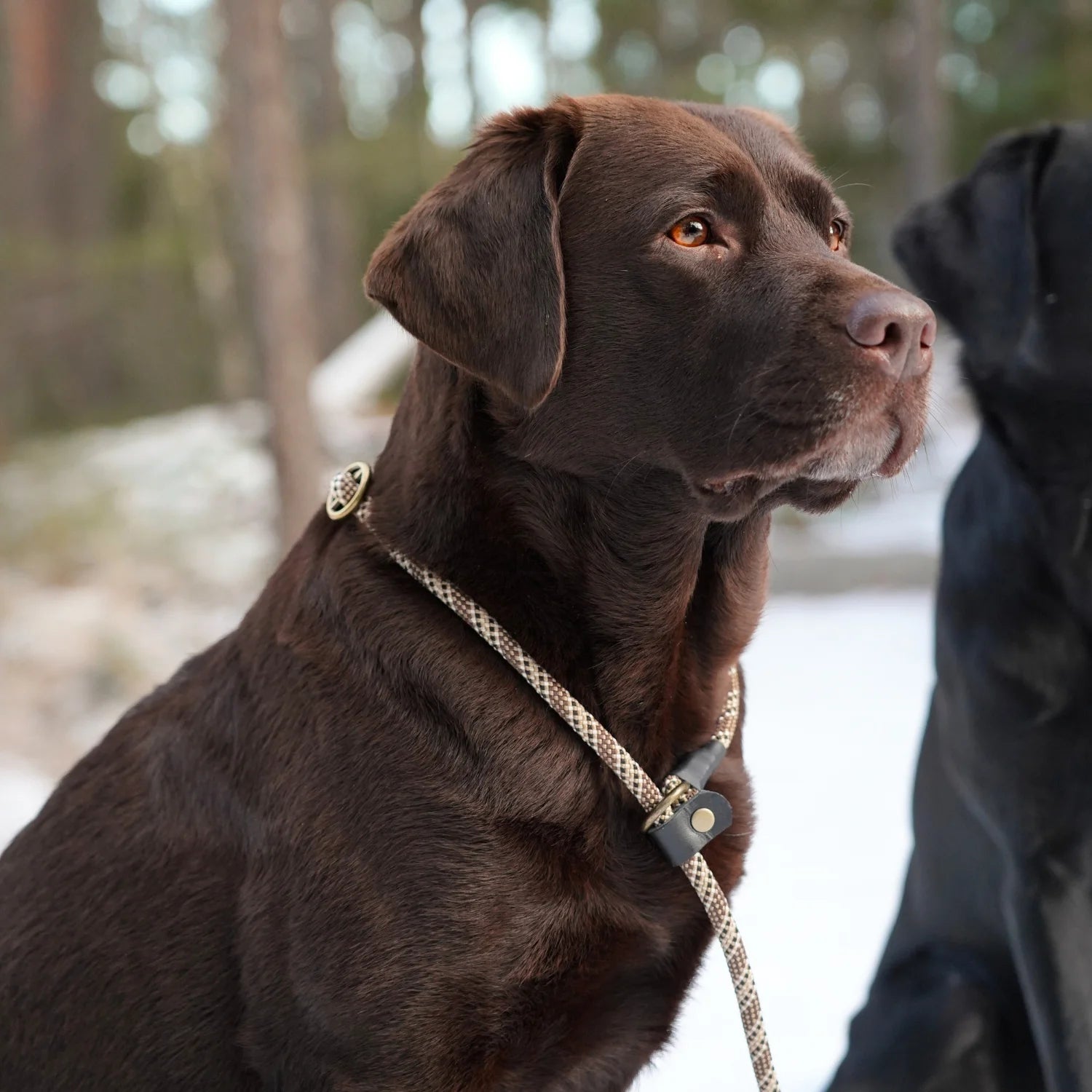 brun labrador hund med retrieverkoppel 180 cm från junies i färgen beige och svart #color_beige-black-patterned