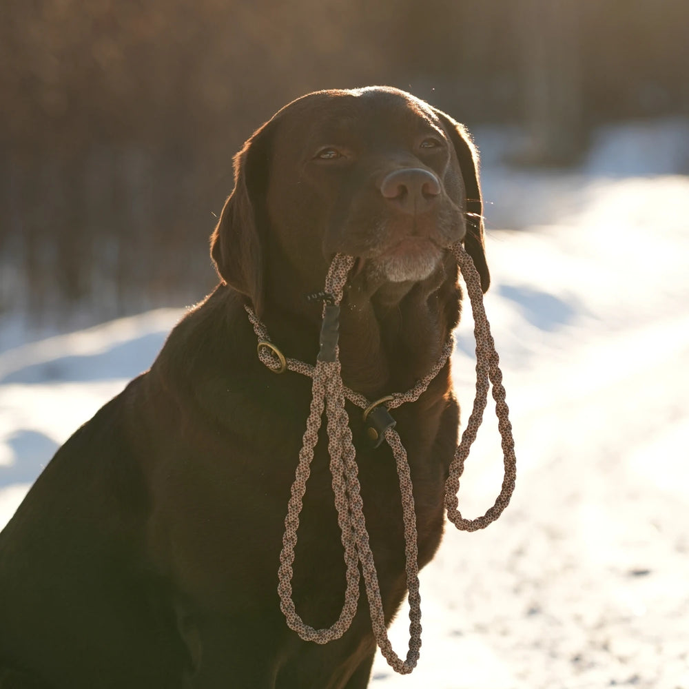 Miljöbild brun labrador med junies flätade retriverkoppel 200 x 0,8 cm brown patterned #color_brown-patterned