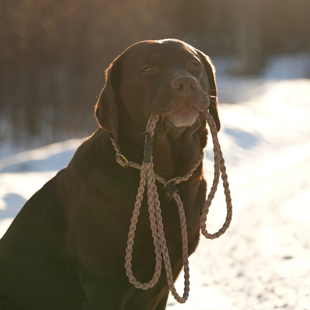 Miljöbild brun labrador med junies flätade retriverkoppel 200 x 0,8 cm brown patterned #color_brown-patterned