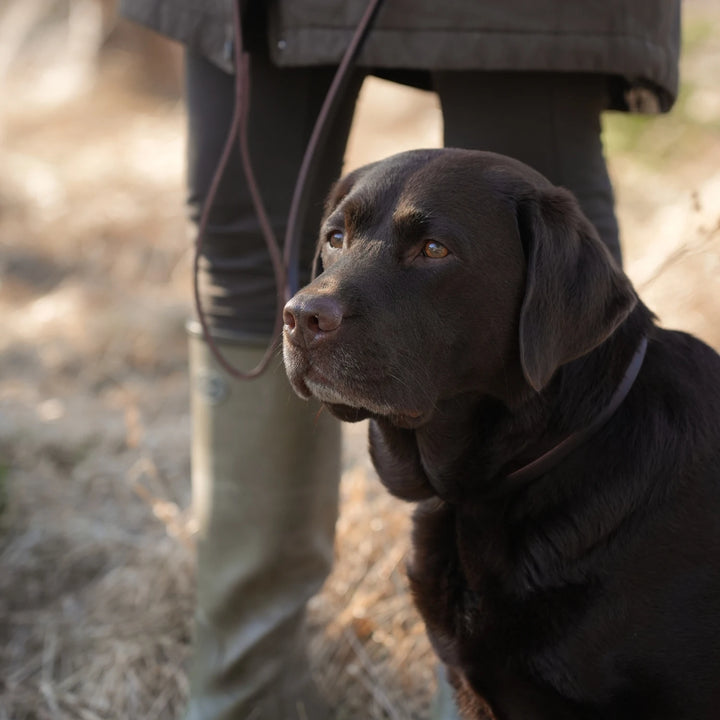 Miljöbild brun labrador med junies retrieverkoppel svenskt läder 140 cm #color_brown