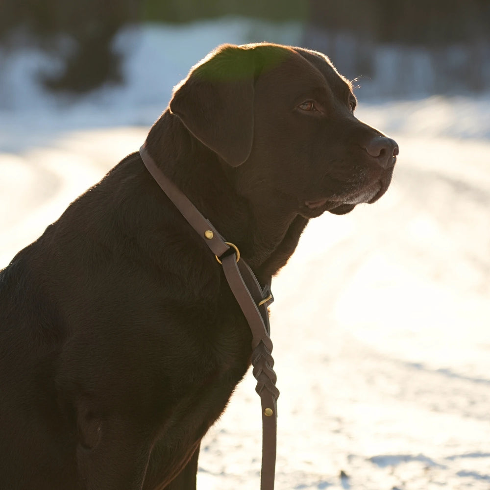 Miljöbild brun labrador med Junies allt-i-ett-koppel 180 cm taupe #color_taupe